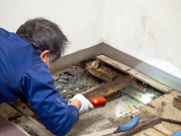 Best Post-Remediation Services in Iron River, MI