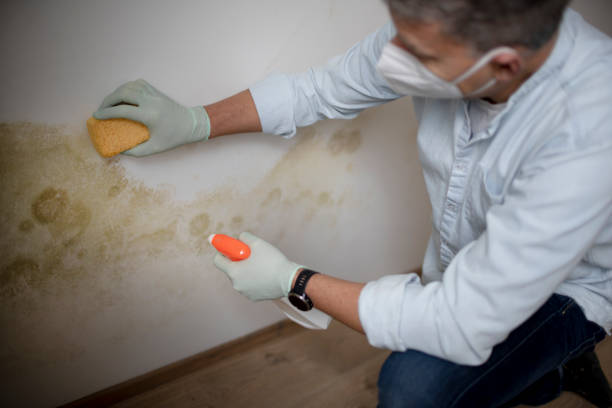 Best Localized Mold Remediation (e.g., coastal areas, humid climates) in Iron River, MI