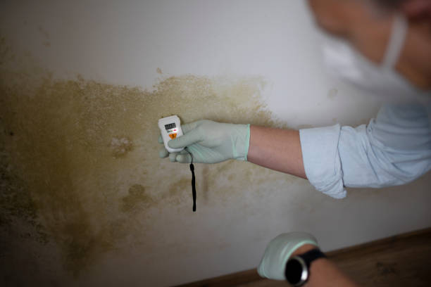 Best Mold Testing and Inspection Services in Iron River, MI