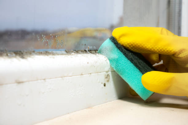 Best Post-Flood Mold Remediation in Iron River, MI