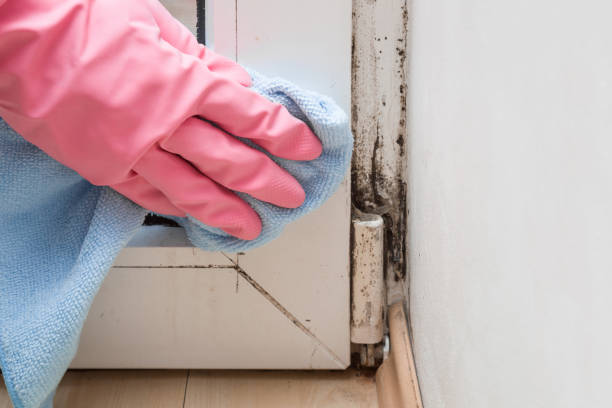 Best DIY Mold Remediation Support Services in Iron River, MI